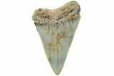 Fossil Broad-Toothed Mako Shark Tooth - North Carolina #235228-1